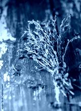 preview cold