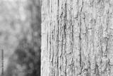 preview bw