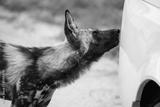 preview bw
