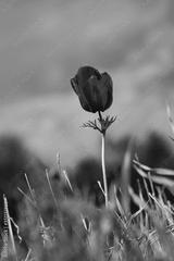 preview bw