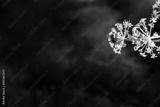 preview bw