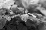 preview bw