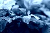 preview cold