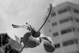 preview bw