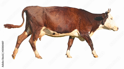 image to crop