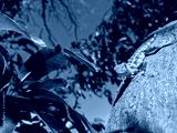 preview cold