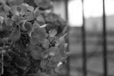 preview bw