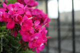 preview original