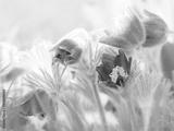 preview bw
