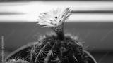 preview bw