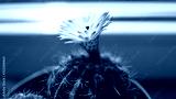 preview cold