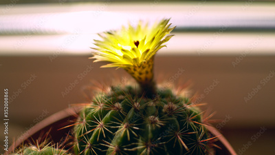 image to crop