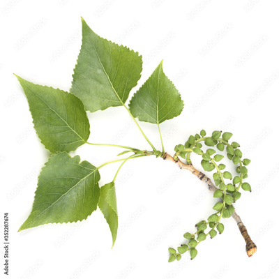 image to crop