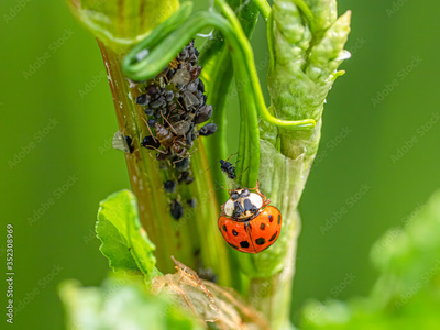image to crop