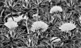 preview bw
