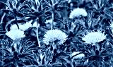 preview cold
