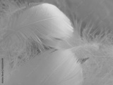 preview original