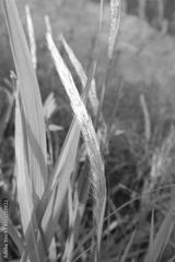 preview bw