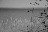 preview bw