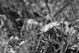 preview bw