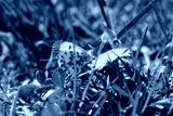 preview cold