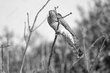 preview bw