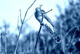 preview cold