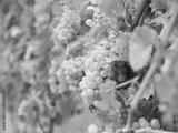 preview bw