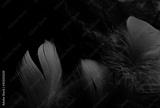 preview bw
