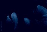 preview cold