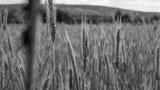 preview bw