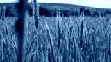 preview cold