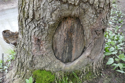 image to crop