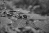 preview bw