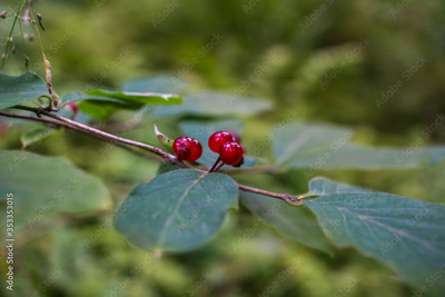 image to crop