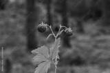 preview bw