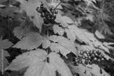 preview bw