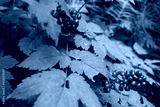 preview cold