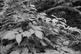 preview bw