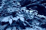 preview cold