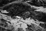 preview bw