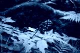 preview cold