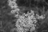 preview bw