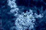 preview cold