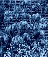 preview cold