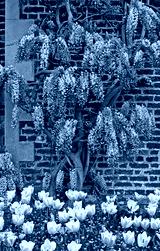 preview cold