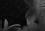 preview bw