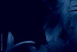 preview cold