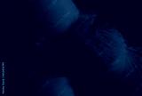preview cold