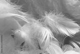 preview bw